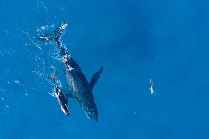 ballena con drone
